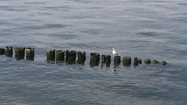 High angle view of bird swimming in sea