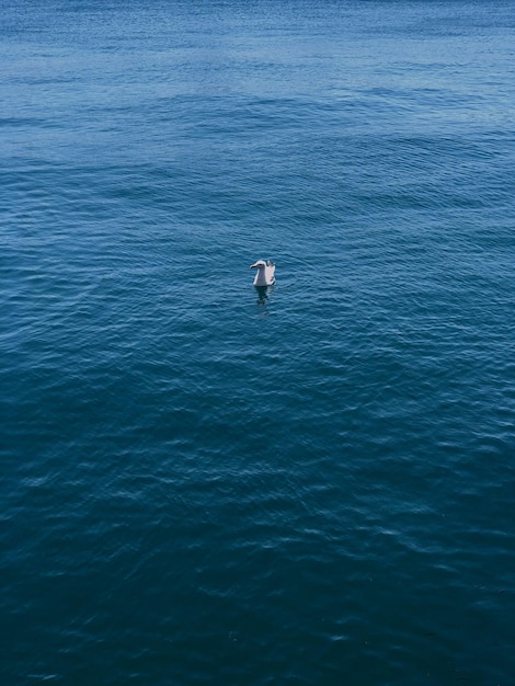 High angle view of bird swimming in sea