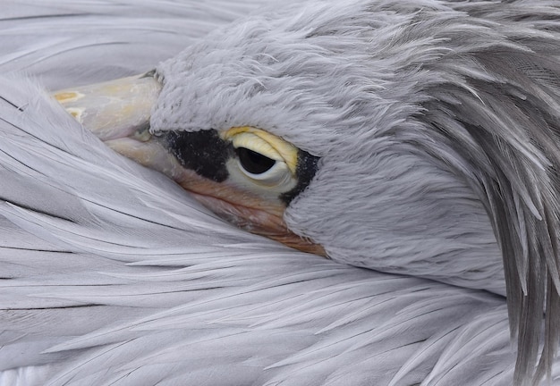 Foto veduta ad alto angolo dall'uccello