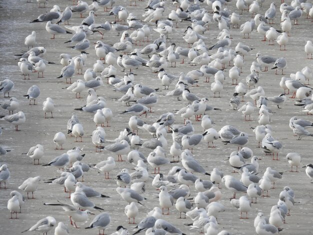 Photo high angle view of birds on beach