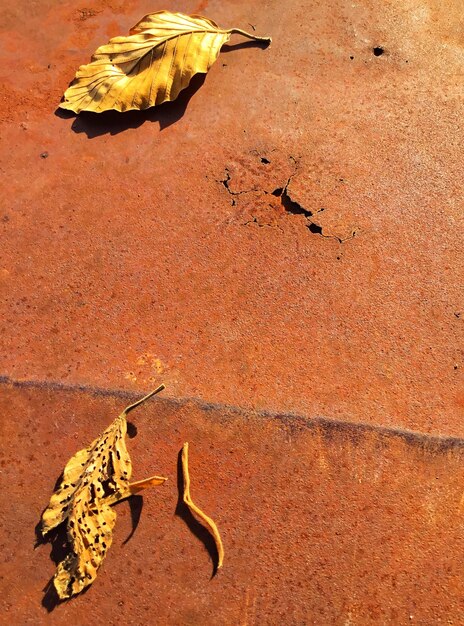 High angle view of birds on dry leaves on wall