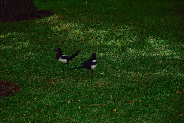 High angle view of birds on field