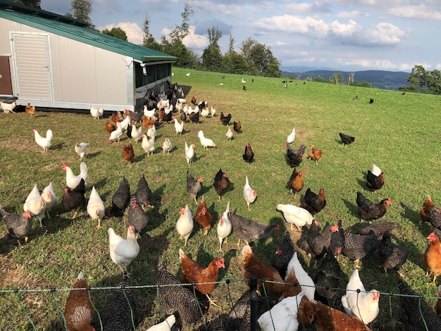 Foto vista ad alto angolo degli uccelli sul campo