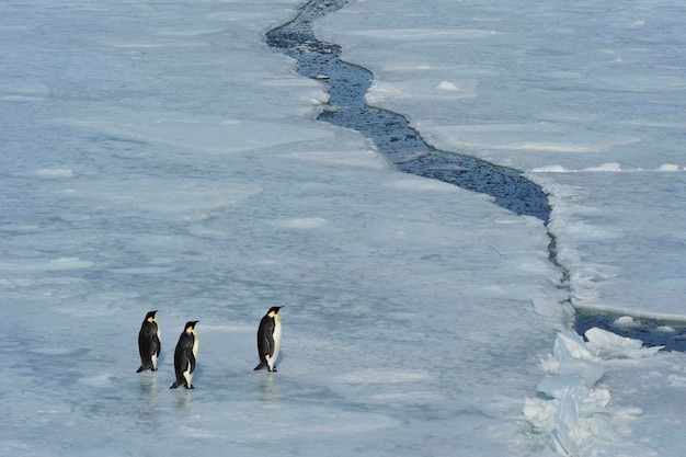 Высокоугольный вид птиц на замерзшей воде