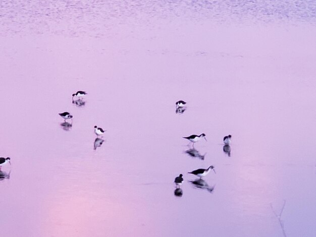 High angle view of birds in lake during winter