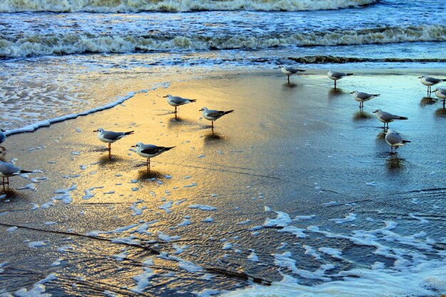 High angle view of birds in lake during winter