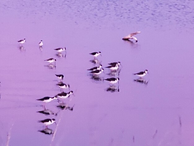 High angle view of birds in lake