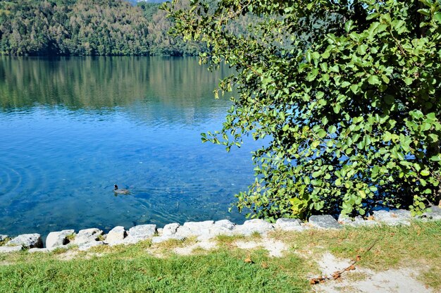 High angle view of birds in lake