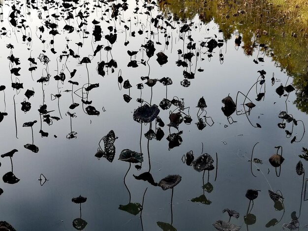 Foto vista ad alta angolazione degli uccelli nel lago