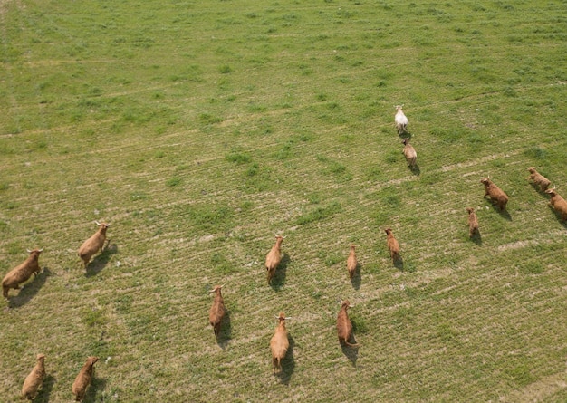 high angle view of birds on land