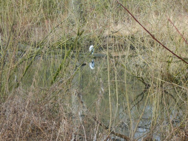 High angle view of birds on land