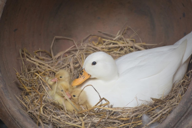 巣の中の鳥の高角度の眺め