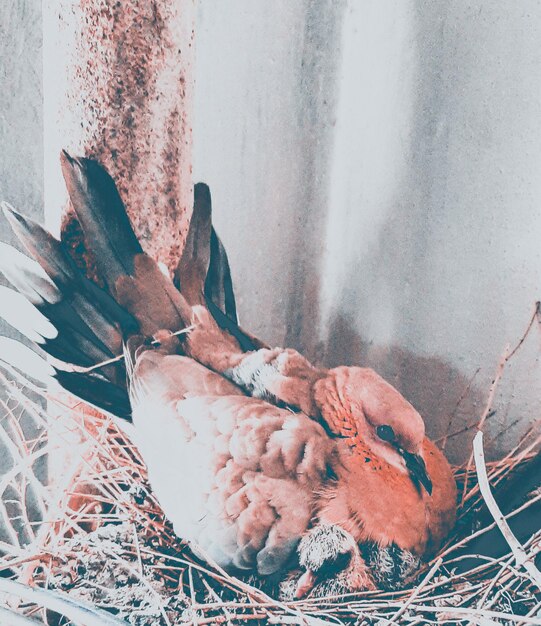 High angle view of birds in nest