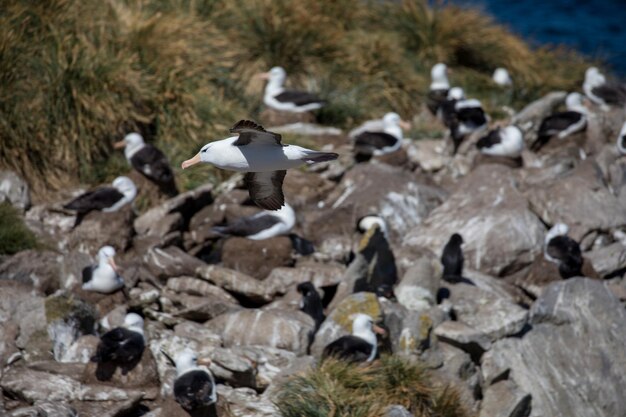 Photo high angle view of birds on rocks