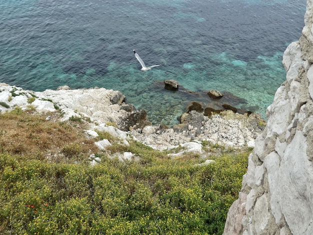 Foto vista ad alto angolo degli uccelli sulla riva del mare