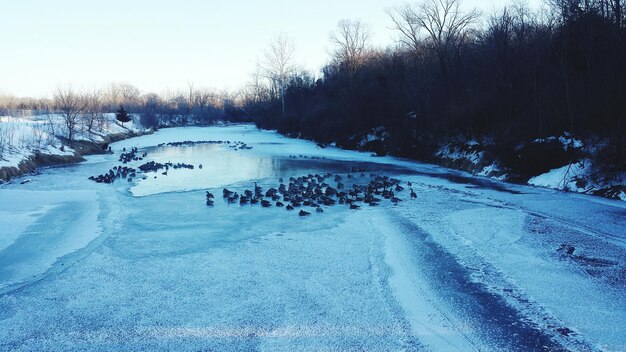 High angle view of birds on snowcapped field during winter