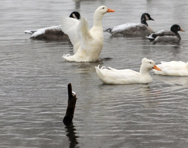 Photo high angle view of birds swimming in lake during winter