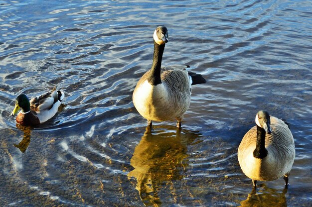 Photo high angle view of birds swimming on lake