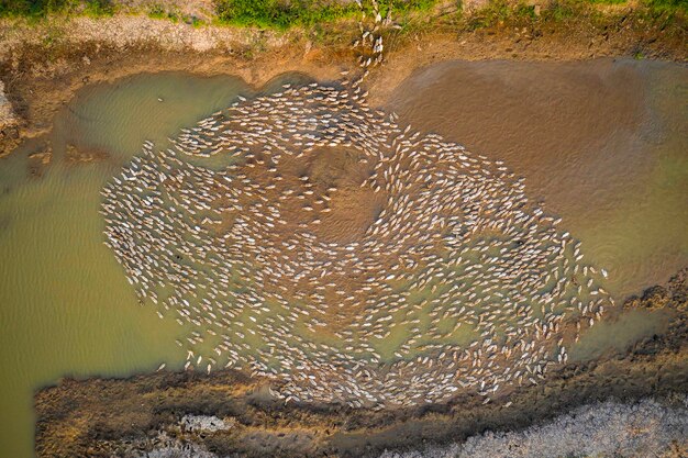 Foto vista ad alta angolazione degli uccelli che nuotano nel lago