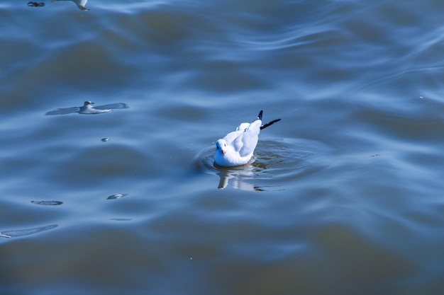 High angle view of birds swimming in the sea of thailand