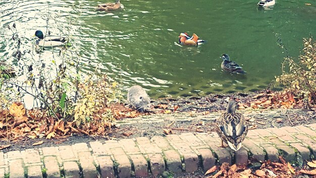 High angle view of birds in water