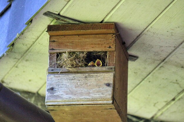 High angle view of birds on wood