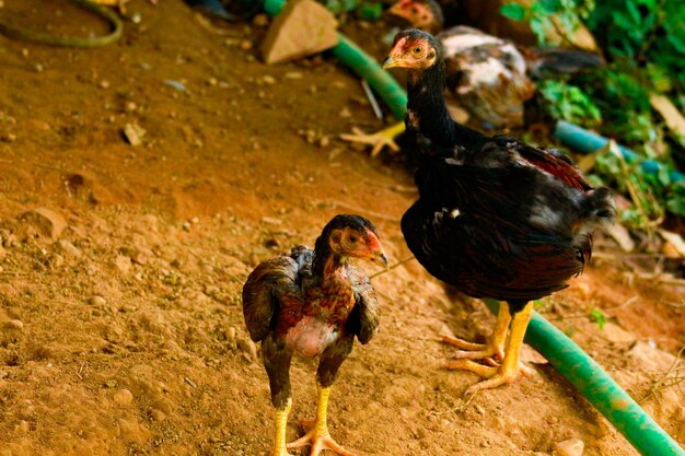 High angle view of birds