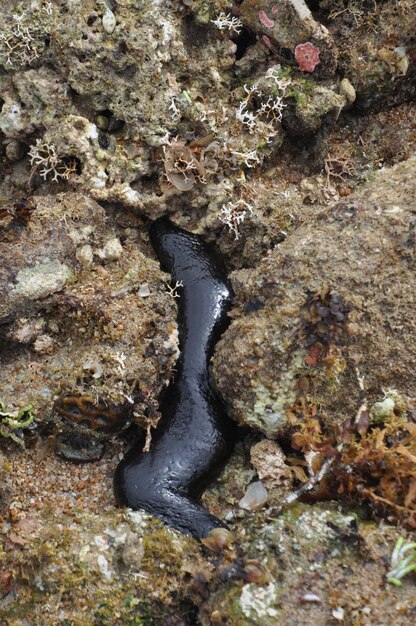 High angle view of black animal on rock