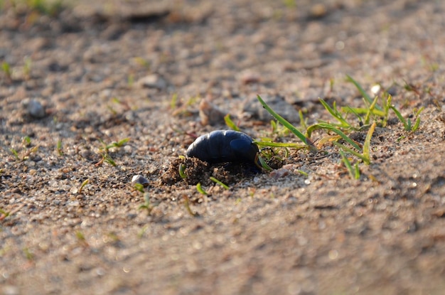 Photo high angle view of black insect on field