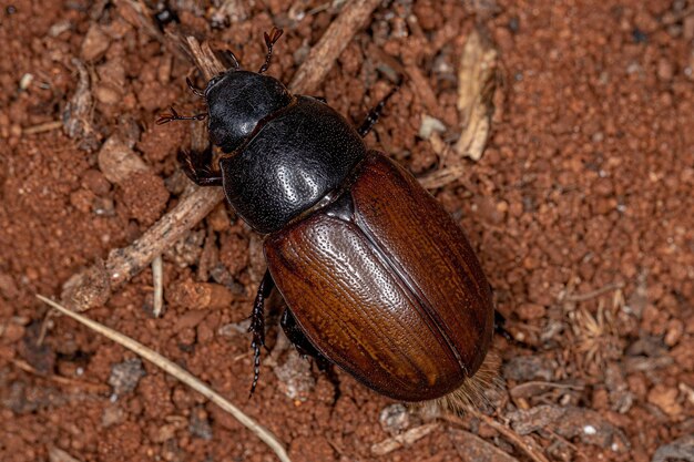 Photo high angle view of black insect on land