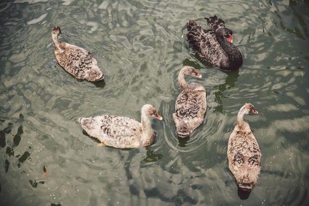 Foto vista ad alta angolazione del cigno nero e dei cignetti che nuotano nello stagno