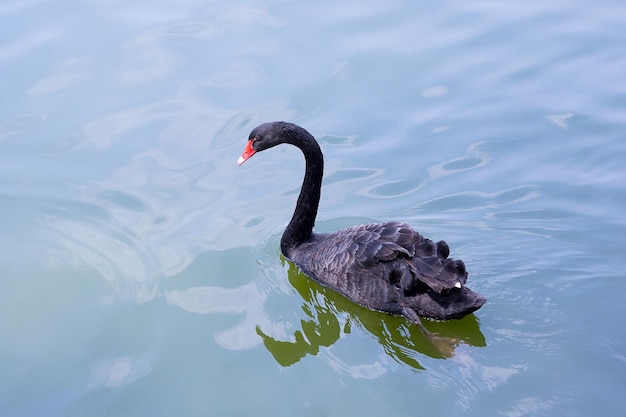 湖上の黒い天<unk>の高角度の景色