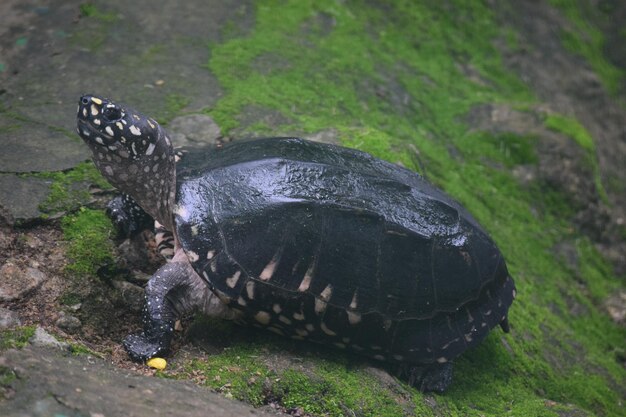 Photo high angle view of black turtle on moss