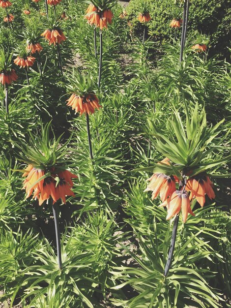 Photo high angle view of blooming fritillaria imperialis during spring