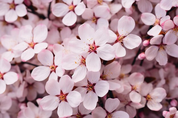 白とピンクの花がく高角度の景色