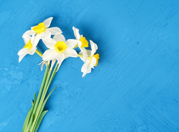 High angle view of blue flower on white background