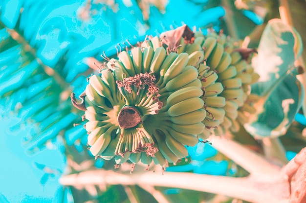 High angle view of blue flowering plant