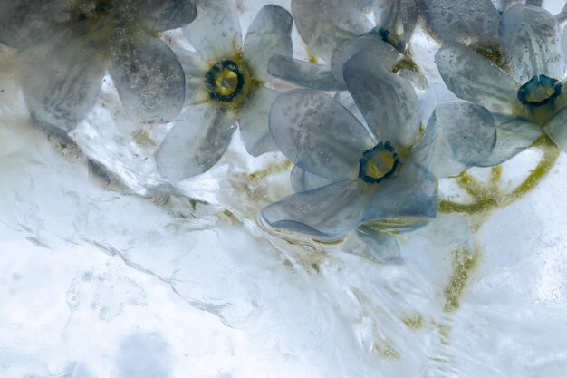 Foto vista ad alto angolo di una pianta a fiori blu