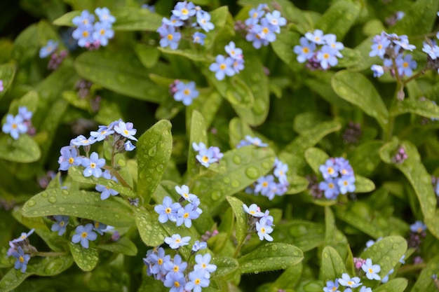 High angle view of blue flowers blooming in park