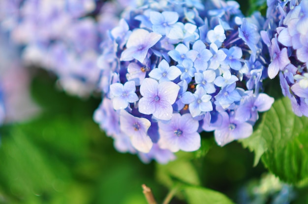 外で開花している青いホルテンジアの高角度の景色