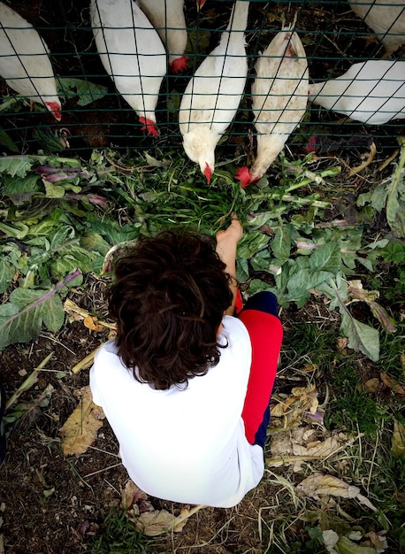 Photo high angle view of boy feeding hens in pen