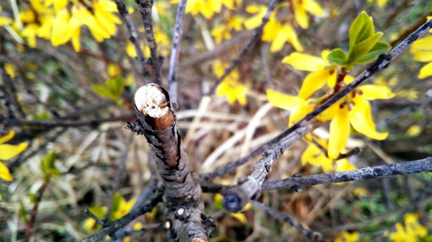 High angle view of branches