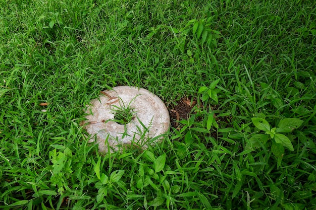 Foto vista ad alta angolazione del pane sul campo