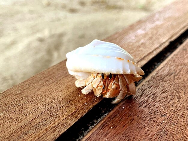 High angle view of bread on wooden table