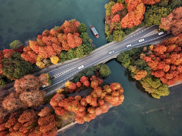 high angle view of bridge amidst trees over river
