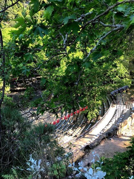 High angle view of bridge amidst trees