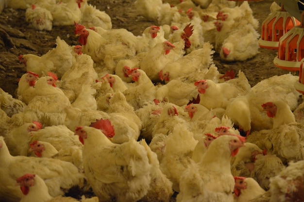 Photo high angle view of broiler breeder in farm