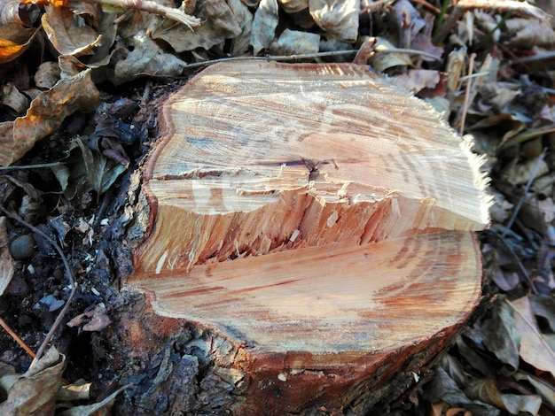 High angle view of broken tree stump