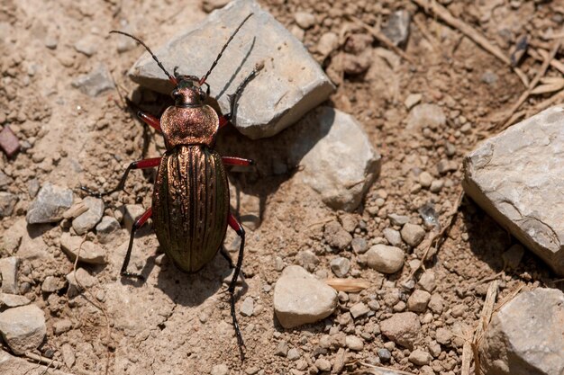 Foto vista ad alto angolo del bug sul campo