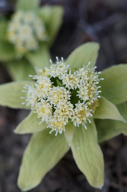 Photo high angle view of butterbur on field